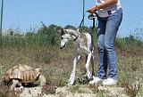 GREYHOUND & TORTUE GEOCHELONE SULCATA 043